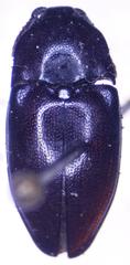 Lissomus pilarius