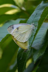 Pieris mannii