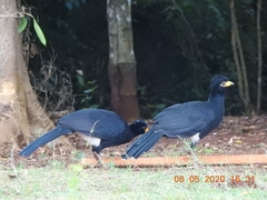Crax fasciolata