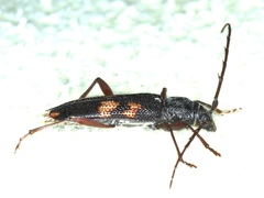 Phoracantha punctata