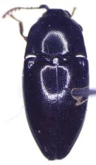 Lissomus pilarius
