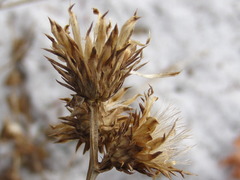 Saussurea gracilis