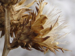 Saussurea gracilis