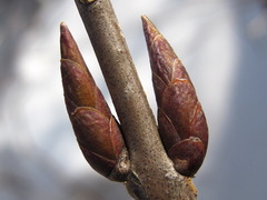 Euonymus macropterus