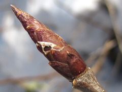 Euonymus macropterus