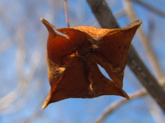 Euonymus macropterus