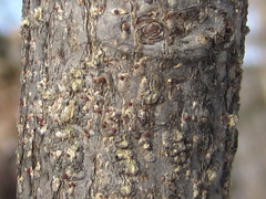 Euonymus macropterus