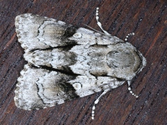 Turnerinycta phaeocosma