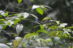 Campylopterus ensipennis