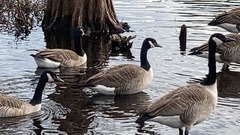 Branta canadensis