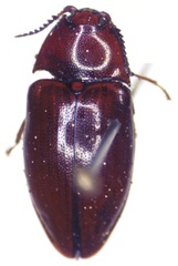Lissomus pilarius