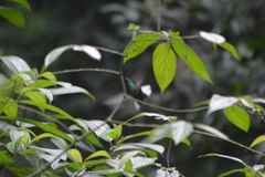 Campylopterus ensipennis