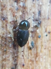 Proteinus