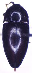 Lissomus pilarius