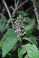 Achyrospermum fruticosum