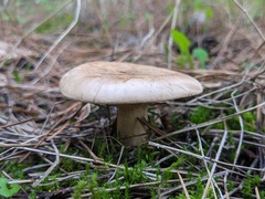 Clitopaxillus alexandri