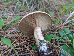 Clitopaxillus alexandri