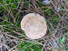 Clitopaxillus alexandri