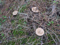 Clitopaxillus alexandri