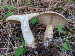 Clitopaxillus alexandri