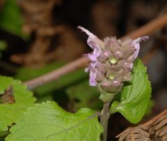Achyrospermum fruticosum