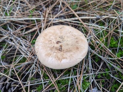 Clitopaxillus alexandri