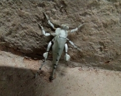Lichenomorphus