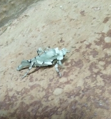 Lichenomorphus
