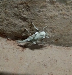 Lichenomorphus