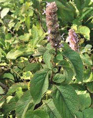 Achyrospermum fruticosum