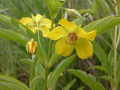 Lysimachia hybrida