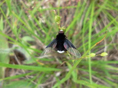 Ogcodocera leucoprocta