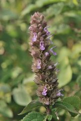 Achyrospermum fruticosum