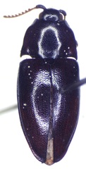 Lissomus pilarius