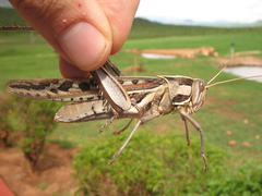 Cyrtacanthacris tatarica