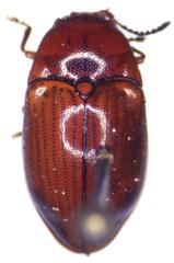 Lissomus pilarius