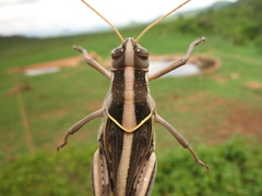 Cyrtacanthacris tatarica