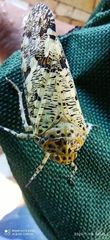 Phenax variegata