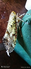 Phenax variegata