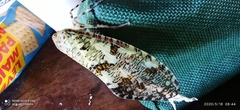 Phenax variegata