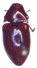 Lissomus pilarius