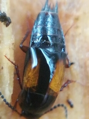 Tachinus subterraneus