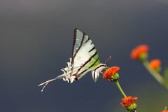 Protesilaus protesilaus