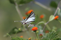 Protesilaus protesilaus