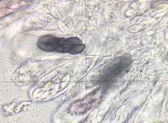 Saccobolus depauperatus