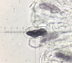 Saccobolus depauperatus