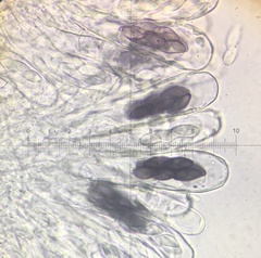 Saccobolus depauperatus