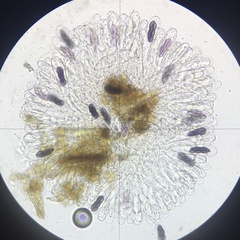 Saccobolus depauperatus