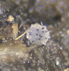 Saccobolus depauperatus