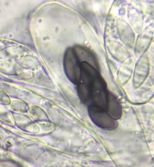 Saccobolus depauperatus